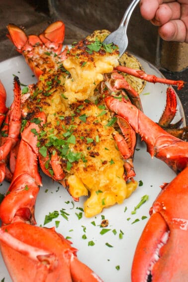 A fork full of lobster Mac and cheese.