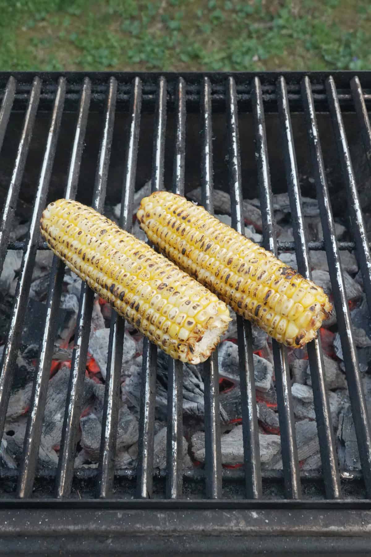 Charring corn on the cob over the coals.